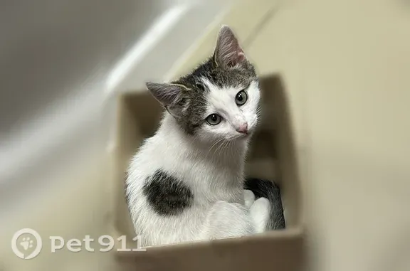 Пропала кошка, Кондрово, Пушкина, д. 59А, Кондрово — котёнок Гашик, красный ошейник - photo