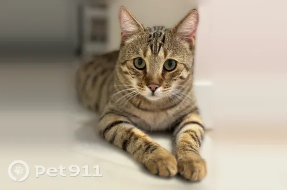 Пропала кошка, Карла Маркса, д. 55/2, Кингисепп — самец с белой мордочкой и коротким хвостом - photo