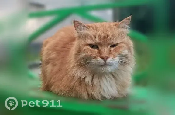 Пропала кошка Мальчик (rl1256345) - photo