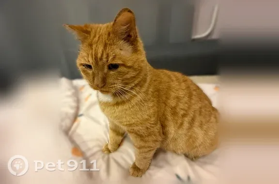 Пропала кошка, Иваново — рыжий кот с белым пятном на шее - photo