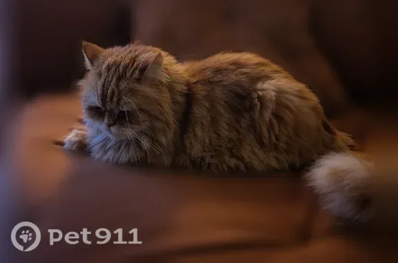 Пропала кошка, Белинского, д. 17, Ростов-на-Дону — рыжий кот Вася, 13 лет - photo
