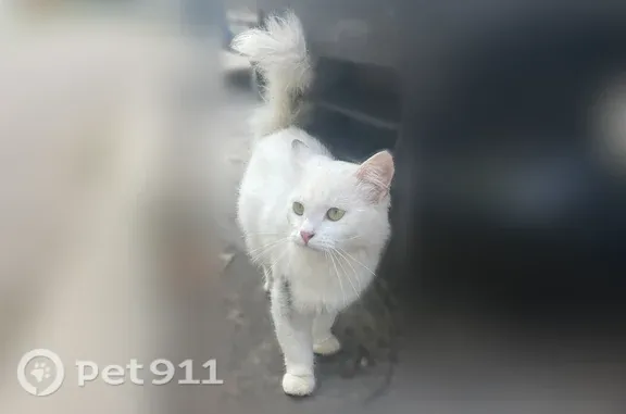 Найдена кошка, Медведево, фото: Найдена кошка, Поселок городского типа Медведево, Терешковой, д. 21а, Медведево — молоденькая белая кошечка