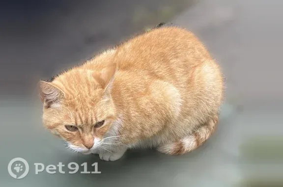 Пропала кошка, Поселок Откосово, Советская, д. 19, Откосово — рыжий, контактный кот - photo