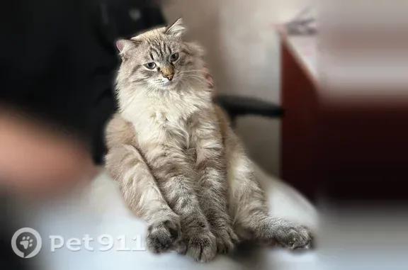 Кошки потеряшки, Челябинск, фото: Потеряшка кошка, Хохрякова, д. 8, Челябинск — бежевый пушистый кот