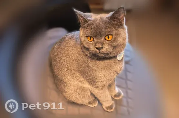 Пропала кошка, Ленина, д. 13, Звенигород — пугливая девочка в ошейнике - photo