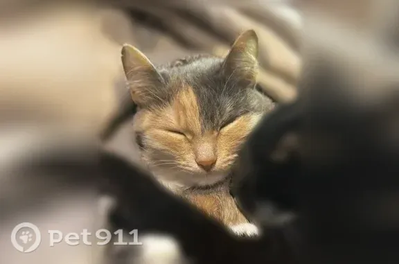 Пропала кошка, район Орджоникидзевский, Екатеринбург — ласковая и маленькая - photo