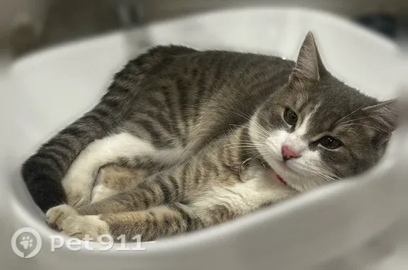 Пропала кошка, Район Фокинский (г Брянск), 7 Ноября, Брянск — серый котик с белой грудкой - photo