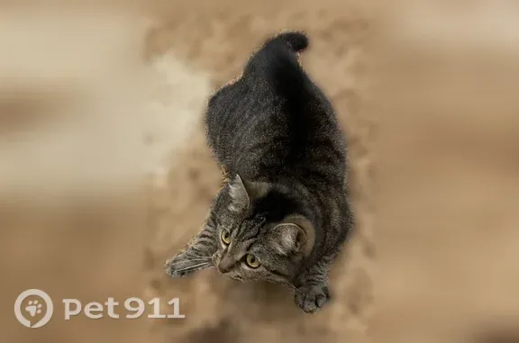 Кошки потеряшки, Иваново, фото: Потеряшка кошка, Свободы, д. 58, Иваново — при испуге сильно распушает хвост