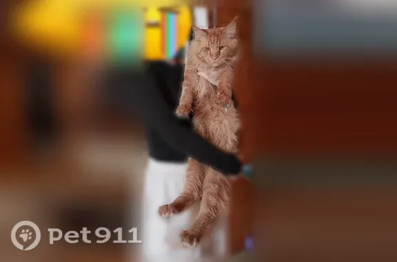 Пропала кошка, Село Хомутово, Ясный, Хомутово — кот, не кастрирован - photo