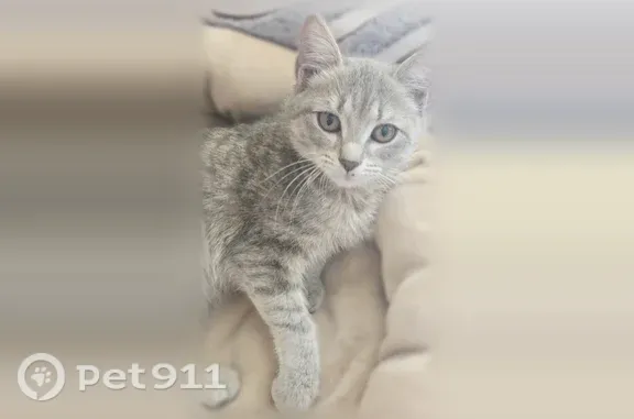 Найдена кошка, Иркутск, фото: Найдена кошка, Район Октябрьский (г Иркутск), Постышева, д. 19, Иркутск — ласковая, знает лоток