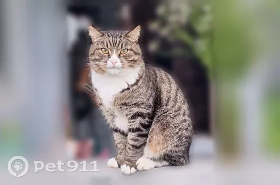 Кошки потеряшки, Москва, фото: Потеряшка кошка, Ельнинская, д. 22 2, Москва — кот Марсик, взрослый