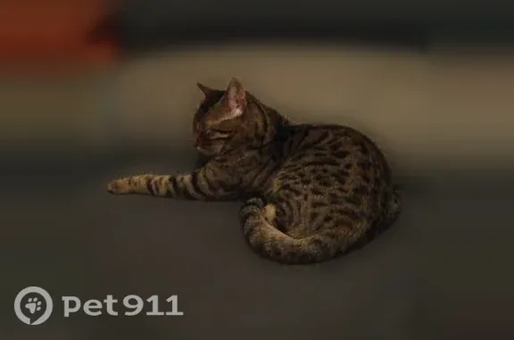 Пропала кошка, Юности, д. 37, Нижний Тагил — 5 лет, громкий голос - photo