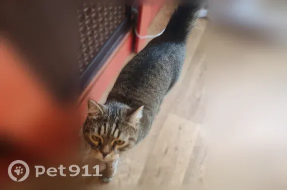 Найдена кошка, Томск, фото: Найдена кошка, Вершинина, д. 17А, Томск — полосатый кот, несколько дней во дворе
