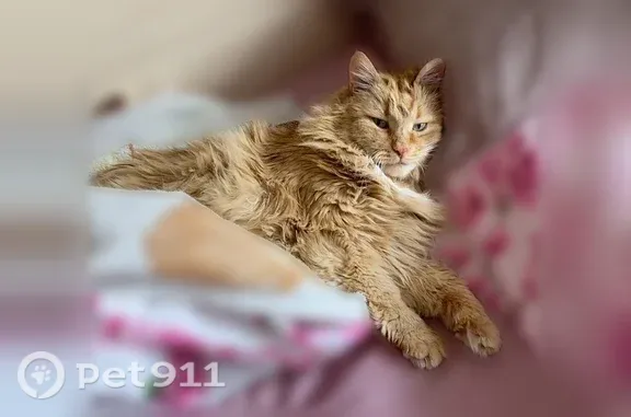 Пропала кошка, Тверь, Зеленый, д. 47 3 — пушистая, 11 лет - photo