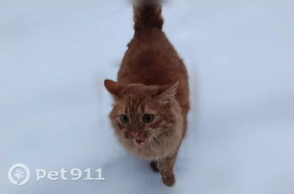 Пропала кошка, Авроры, д. 21, Самара — почти пушистая, рыжая - photo