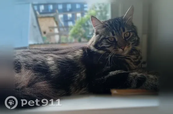 Пропала кошка, Новосибирск, Тульская, д. 66, Новосибирск — коричнево-чёрная, пушистая - photo