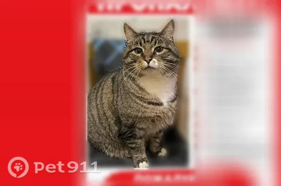 Кошки потеряшки, Архангельск, фото: Потеряшка кошка, Архангельск, Красных маршалов, Архангельск — выбежала вечером из квартиры