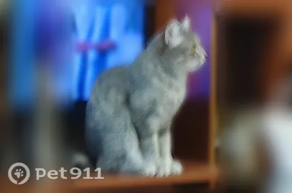Пропала кошка, ул. Ленинградская, 149, Новосибирск — серо-белая, пугливая - photo