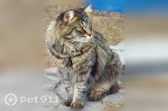 Кошки потеряшки, Нягань, фото: Потеряшка кошка, мальчик, Нягань, Маяковского, Нягань — белая грудка и пушистый хвост