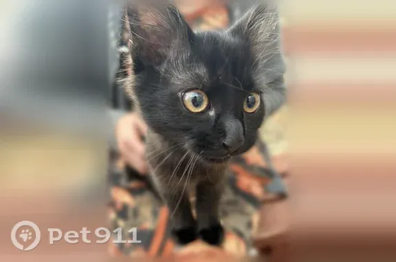 Найдена кошка, Белгород, фото: Найдена кошка, Дзержинского, д. 10, Белгород — ручной котик около 3 месяцев