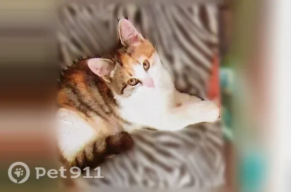Пропала кошка, Сиреневая, Среднеуральск — 2 года, надломлен кончик хвоста - photo