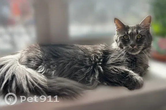 Кошки потеряшки, Находка, фото: Потеряшка кошка, Находка, Северный, д. 9 — серый мейн-кун