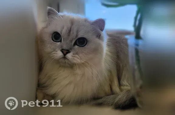 Кошки потеряшки, Голицыно, фото: Найдена кошка, Генерала Ремезова, д. 8, Голицыно — похожа на персидскую шиншиллу