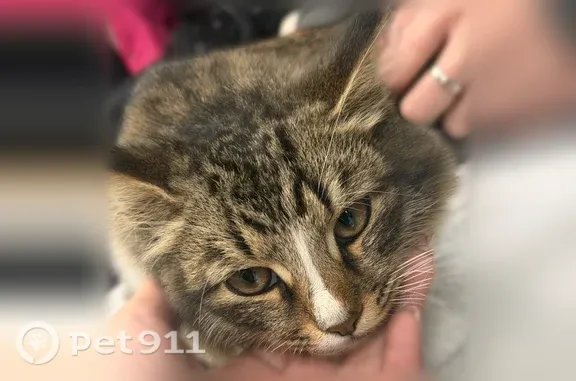 Найдена кошка, Люберцы, фото: Найдена кошка, Микрорайон Новые Островцы (деревня Островцы) (г Люберцы), летчика Волчкова, д. 3, Люберцы — девочка, похожа на метиса мейн-куна