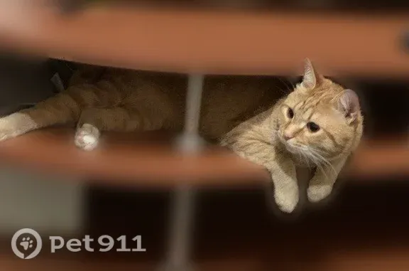 Пропала кошка, Металлистов, Кемерово — рыжая с белыми пятнами - photo