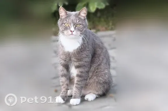 Найдена кошка, Барнаул, фото: Найдена кошка, Змеиногорский, д. 104, Барнаул — породистая и ласковая