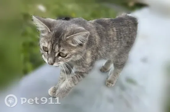 Найдена кошка, Тюмень — маленькая девочка с травмой хвоста - photo