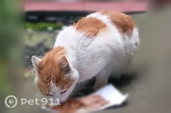 Кошки потеряшки, Москва, фото: Найдена кошка, Болотниковская, д. 21, Москва — без кончика левого ушка