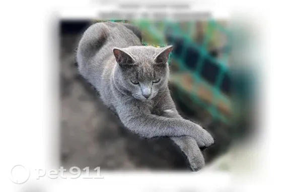Пропала кошка, Поселок Каменка, Заречная, д. 2 — серо-голубой окрас - photo