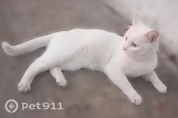 Найдена кошка, Ачинск, фото: Найдена кошка, Микрорайон 4-й Привокзального района (г Ачинск), д. 5, Ачинск — белая шерсть и голубые глаза
