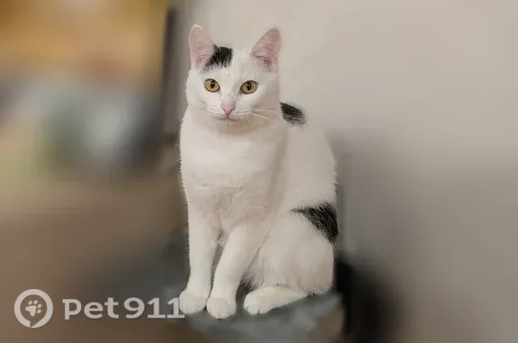 Кошки потеряшки, Ухта, фото: Потеряшка кошка, Куратова, д. 20, Ухта — короткошёрстная