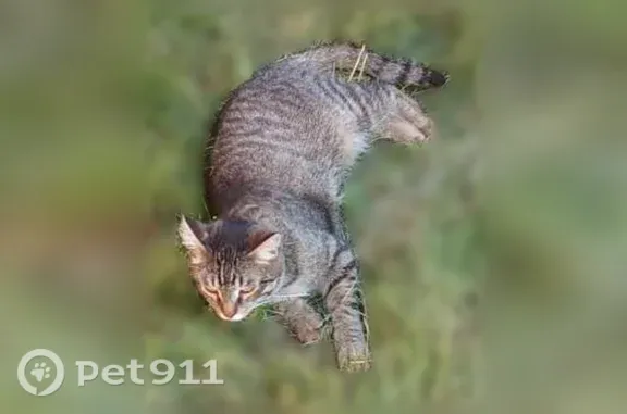 Кошки потеряшки, Салехард, фото: Потеряшка кошка, Салехард — взрослая, крупная, кличка Барсик