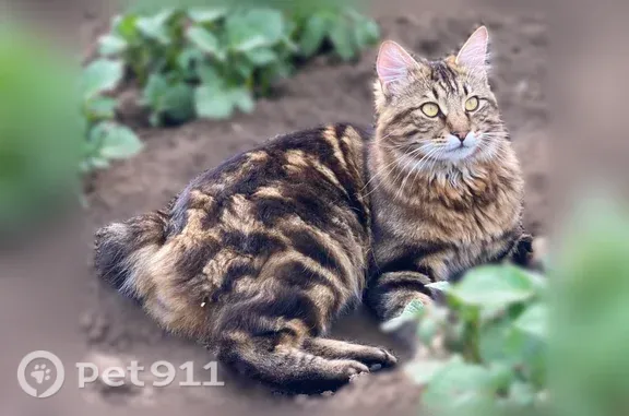 Пропала кошка, Микрорайон Серебряные сосны (село Селиваниха), Лазурная — курильский бобтейл - photo