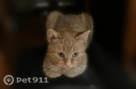 Кошки потеряшки, Одинцово, фото: Кошка ищет дом, Территория СНТ 40 лет Октября (г Одинцово), Железнодорожная, д. 31, Одинцово — рыжий котёнок 5–6 месяцев