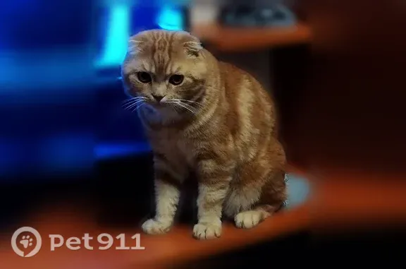 Кошки потеряшки, Пасегово, фото: Потеряшка кошка, Село Пасегово, Пасегово — рыжая шотландская вислоухая