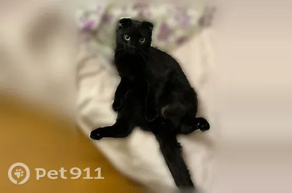 Пропала кошка, Станица Полтавская, Таманская, Полтавская — крупный кот, немного хромает - photo