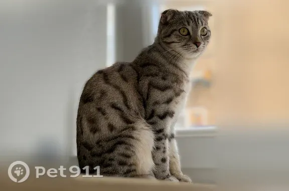 Кошки потеряшки, Дербент, фото: Потеряшка кошка, Вавилова, д. 13, Дербент — вислоухая, хвост как у енота