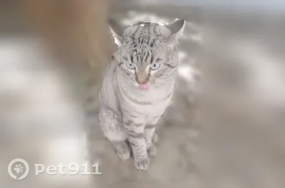 Найдена кошка, Ростов-на-Дону, фото: Найдена кошка, Жмайлова, Ростов-на-Дону — с красивыми голубыми глазами