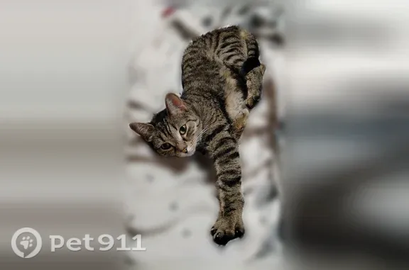 Пропал очень красивый кот, имя Генрих, на кыс кыс не откликается. Идёт на слово "Генрих кушать" или просто имя. Выбежал из дома по адресу ул. Сибирская, 99 в районе 14.00. По камерам видели, что ушел за дом. В настоящее время искали весь вечер до ночи.... Дома ждет его маленькая кошечка и мы все.... Может заплывать глаз из-за особенностей строения глаз.