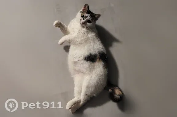 Кошки потеряшки, Шуя, фото: Потеряшка кошка, Шуя, Милиционный, д. 4, Шуя — полненькая трёхцветная