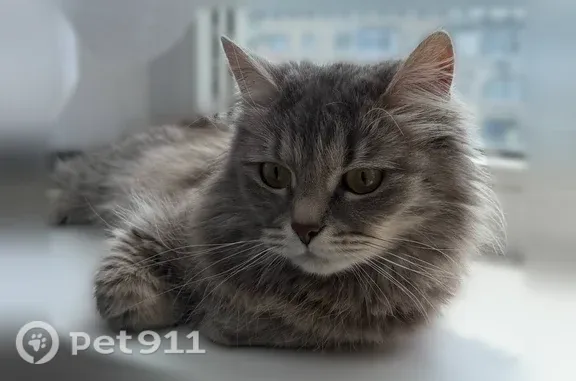 Пропала кошка, Индустриальная, Ставрополь — серая кошечка, 4 года - photo
