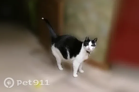 Кошки потеряшки, Ухта, фото: Потеряшка кошка, Ухта — чёрно-белая, выскочила за дверь