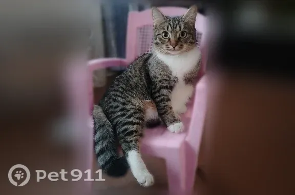 Кошки потеряшки, Златоуст, фото: Потеряшка кошка, Труда, д. 57, Златоуст — ушла гулять 13 сентября