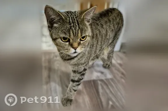 Найдена кошка, Астрахань, фото: Найдена кошка, Район Советский (г Астрахань), Николая Островского, д. 66, Астрахань — серый полосатый окрас