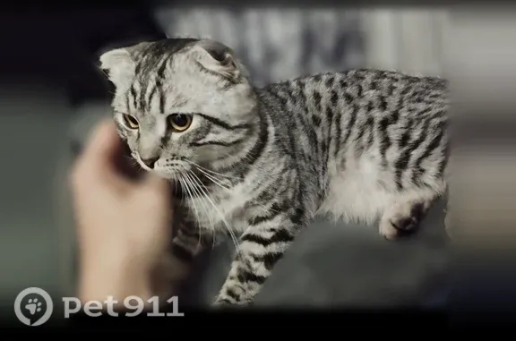 Найдена кошка, Люберцы, фото: Найдена кошка, Люберцы, Октябрьский, д. 86, Люберцы — с маленькими ушами