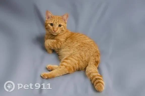 Кошки потеряшки, Сургут, фото: Потеряшка кошка, Территория СТСН Север-1 (г Сургут), 7-я Брусничная, д. 13, Сургут — рыжий кастрированный кот